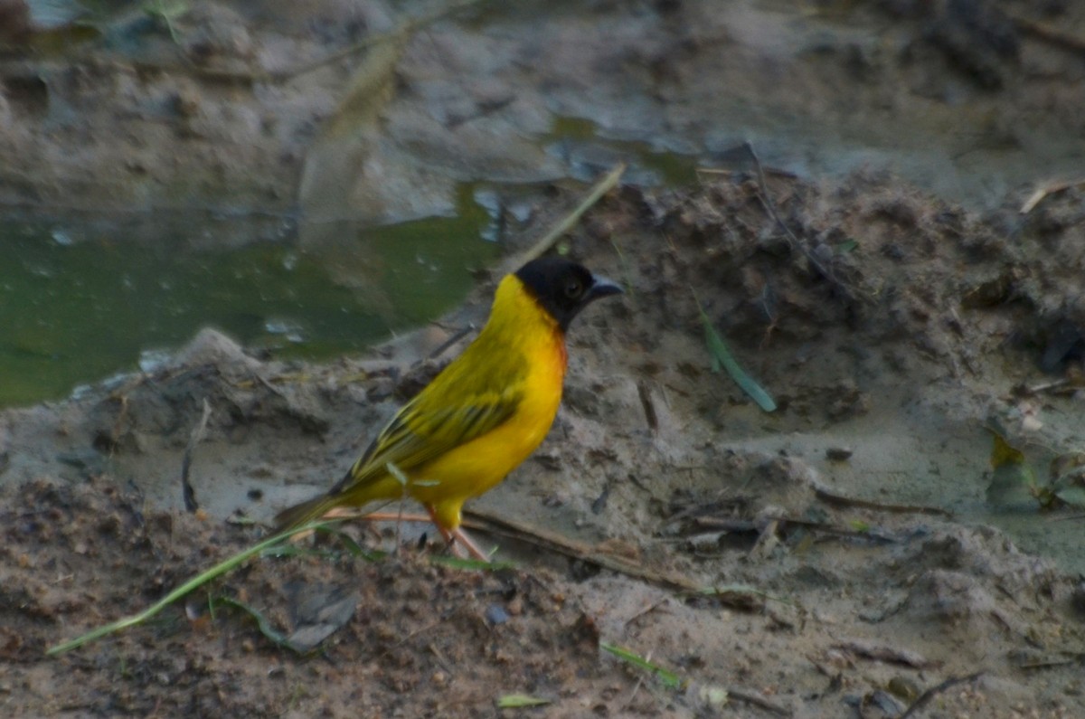 Black-headed Weaver - ML640749617