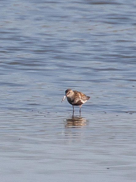 Dunlin - ML640749629