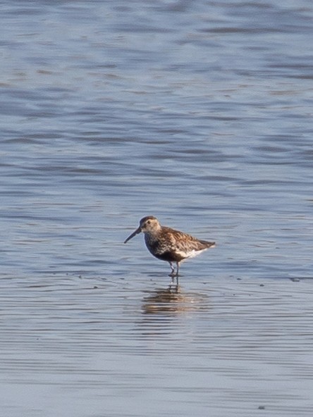 Dunlin - ML640749630