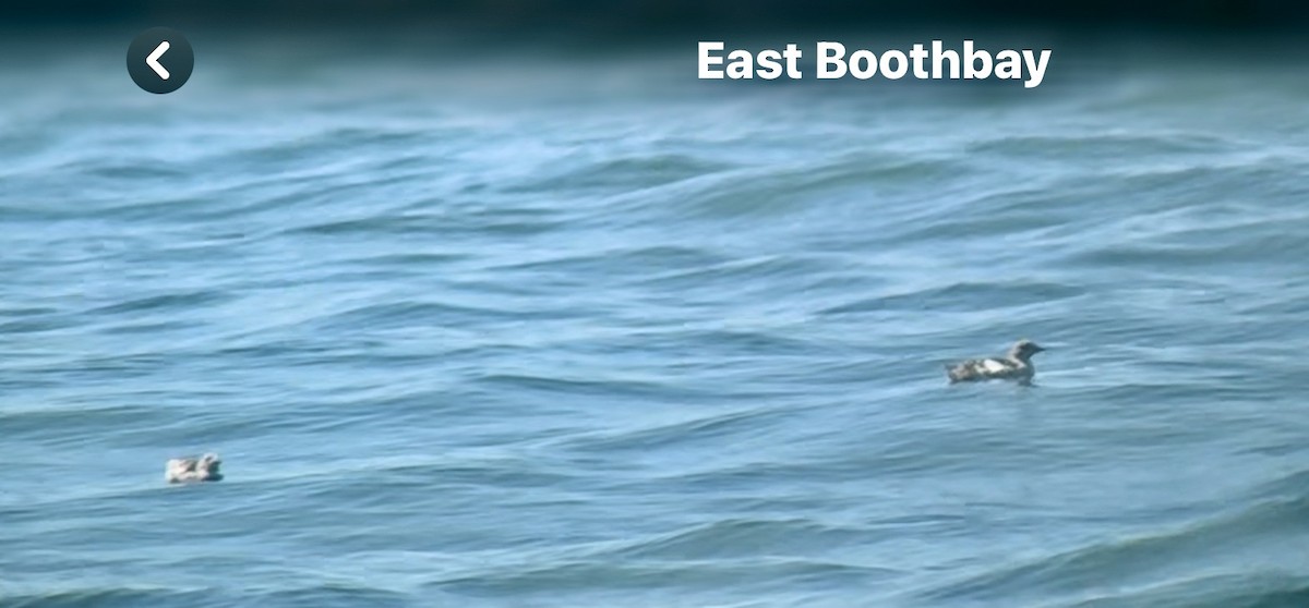 Black Guillemot - ML640749633