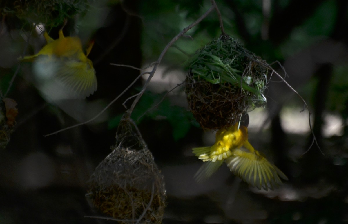 Village Weaver - ML640749635