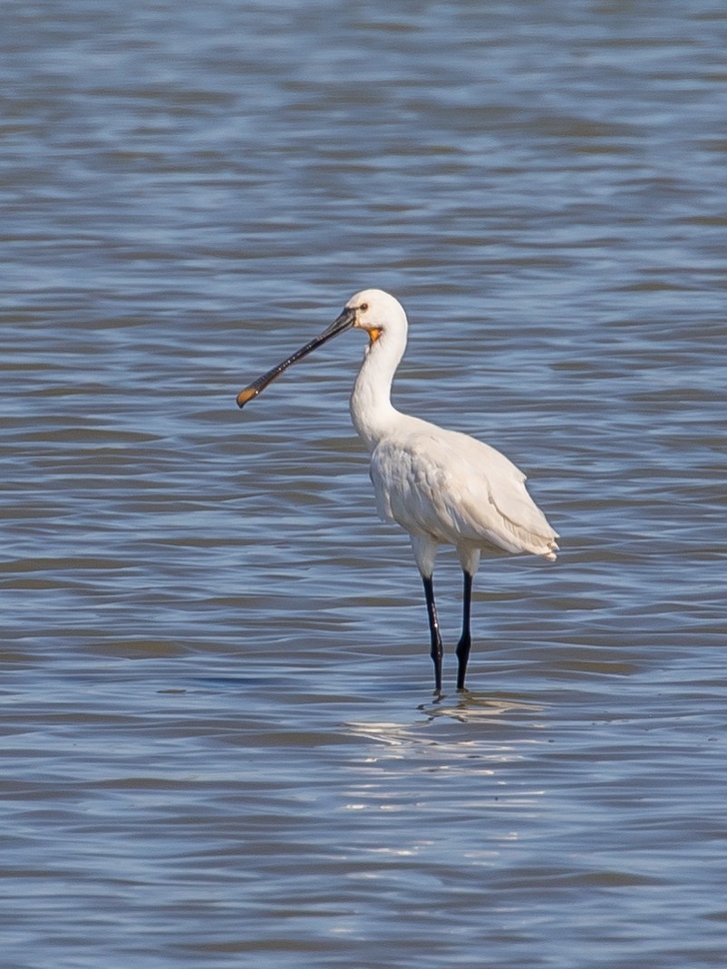 Eurasian Spoonbill - ML640749638