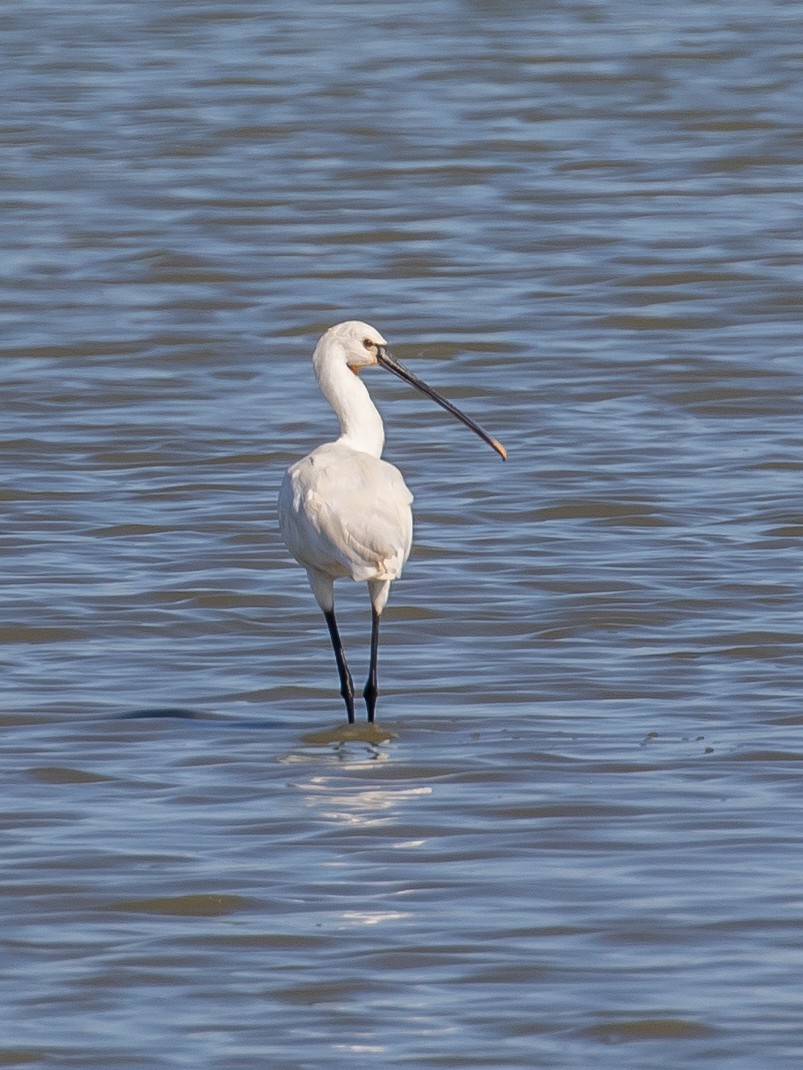 Eurasian Spoonbill - ML640749639