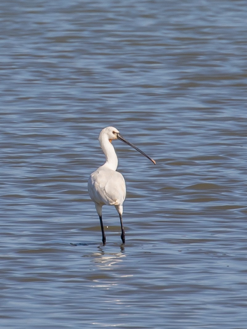 Eurasian Spoonbill - ML640749640