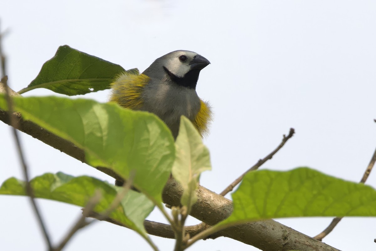 Gray-headed Oliveback - ML640749664