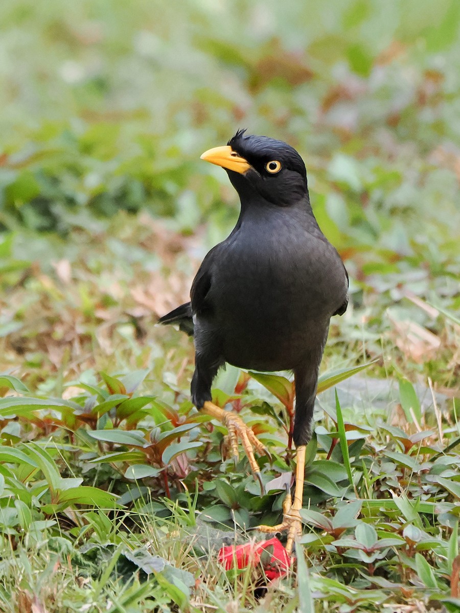 Javan Myna - ML640749668