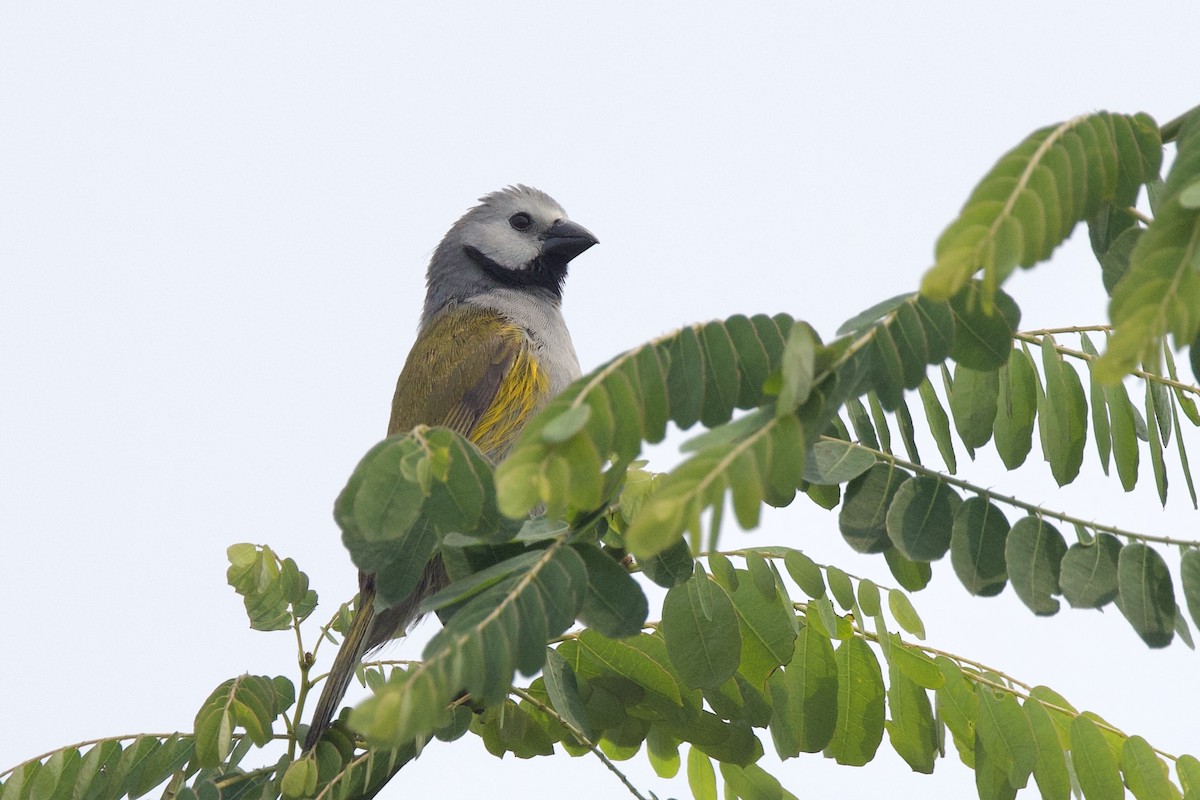 Gray-headed Oliveback - ML640749669