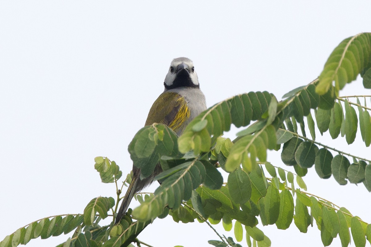 Gray-headed Oliveback - ML640749671
