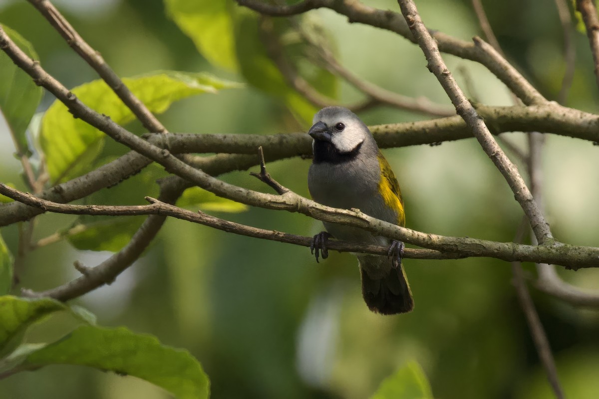 Gray-headed Oliveback - ML640749672