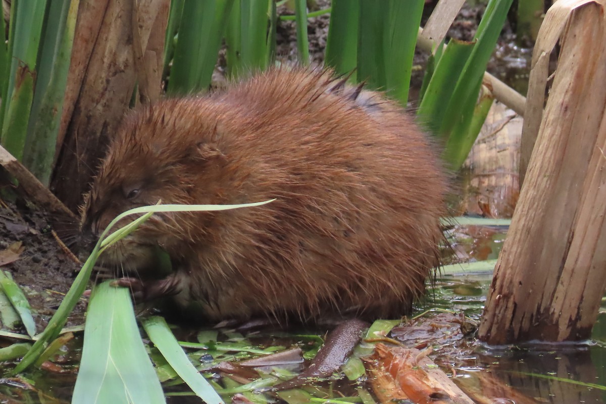 Muskrat - ML640749680