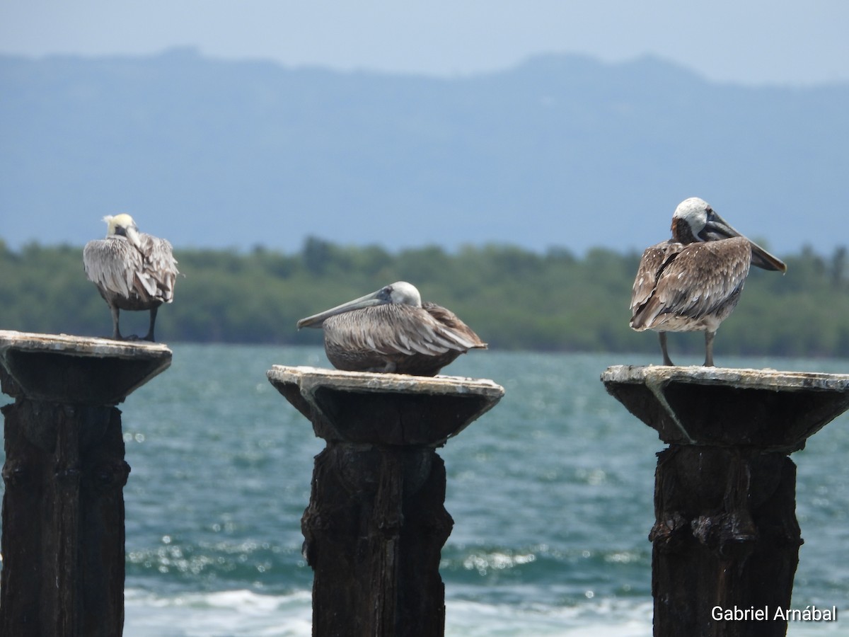 Brown Pelican - ML640749711