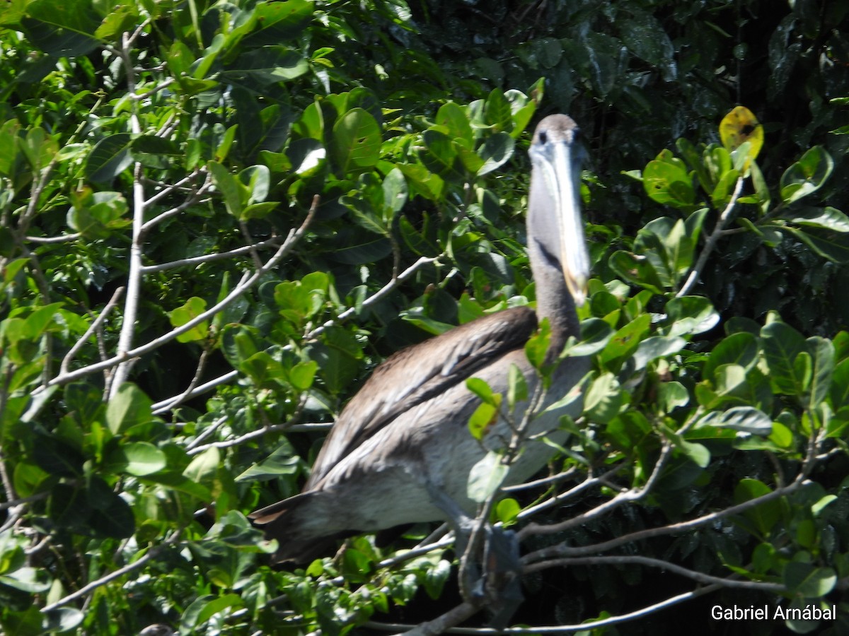Brown Pelican - ML640749712