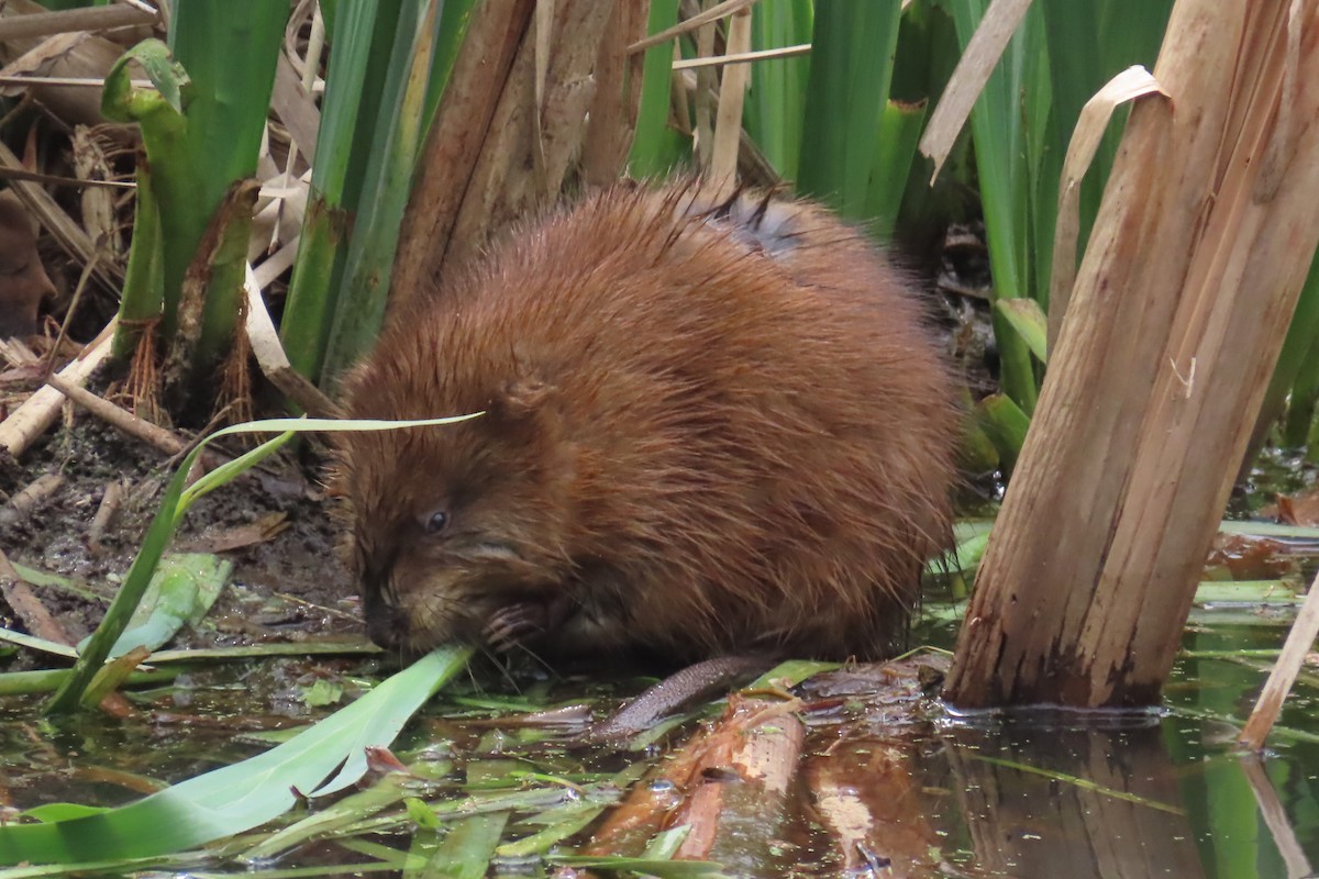 Muskrat - ML640749717