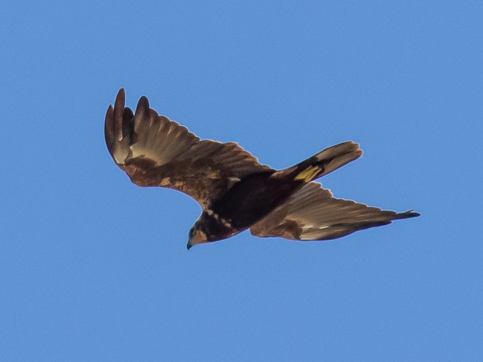 Western Marsh Harrier - ML640749722