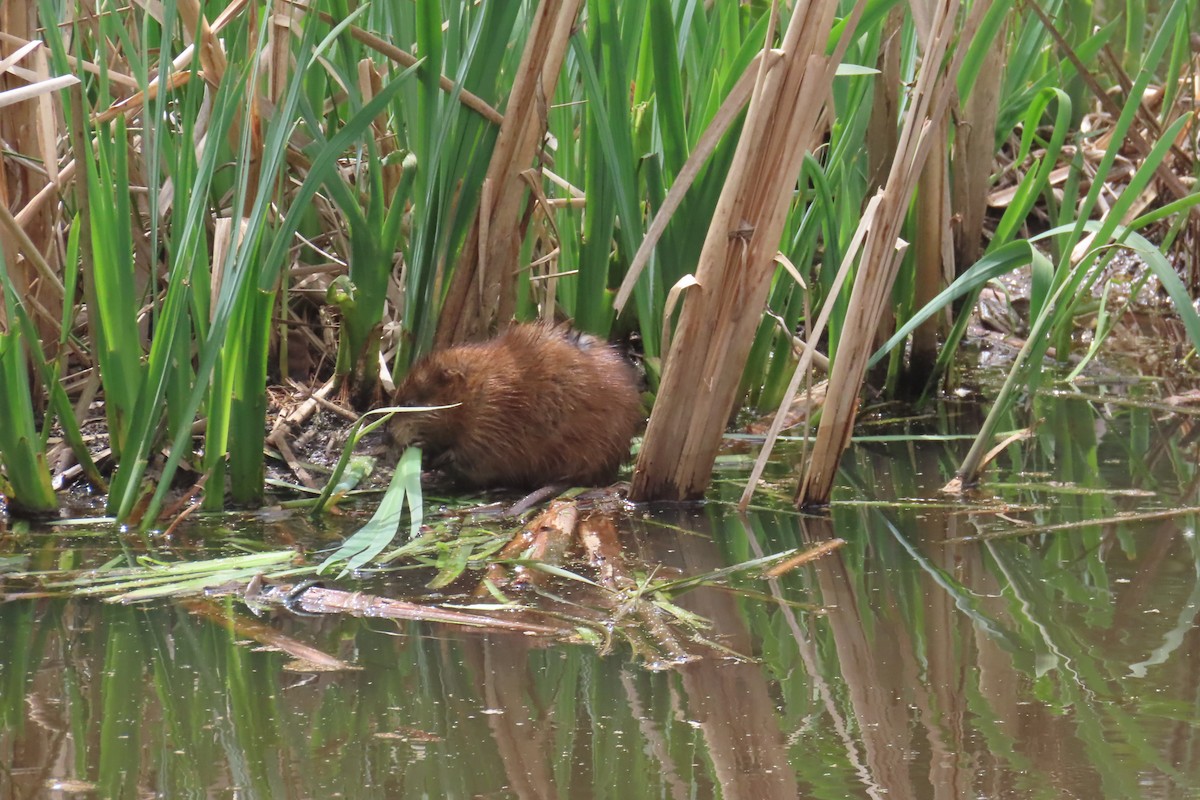 Muskrat - ML640749738