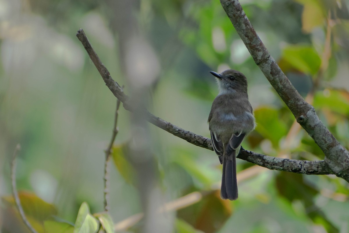 Pale-edged Flycatcher - ML640749754