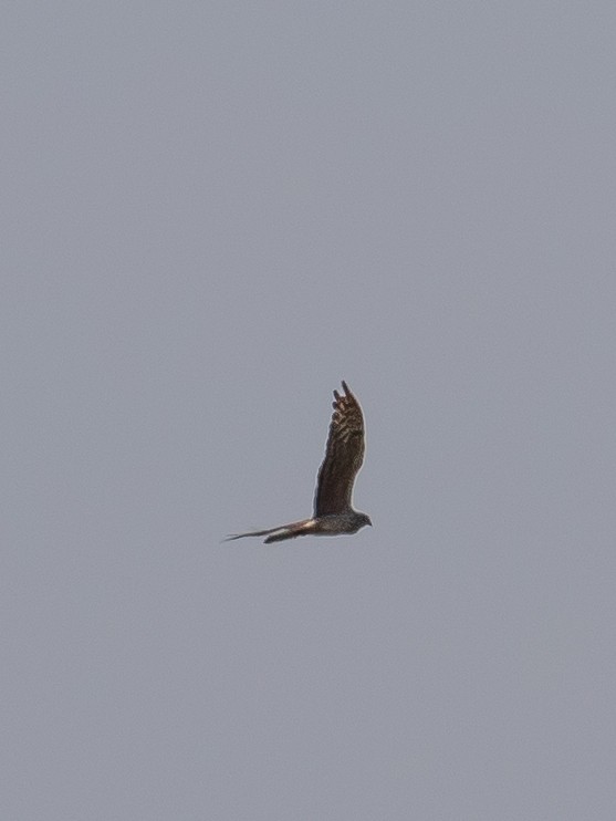 Montagu's Harrier - ML640749763