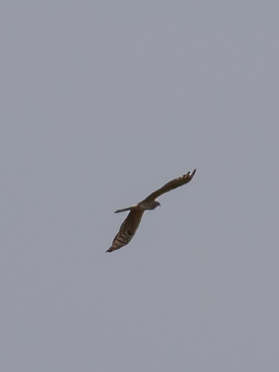 Montagu's Harrier - ML640749764