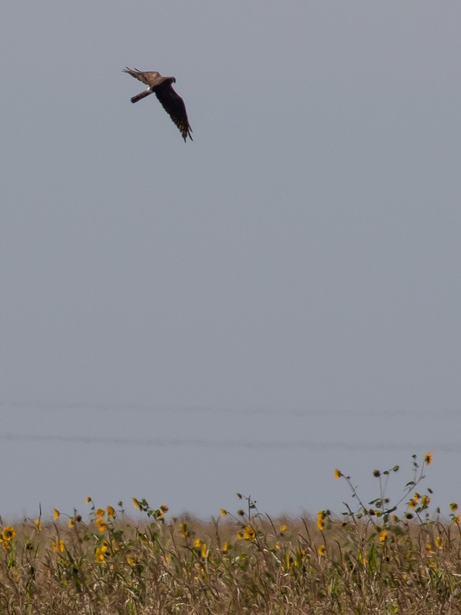 Montagu's Harrier - ML640749765