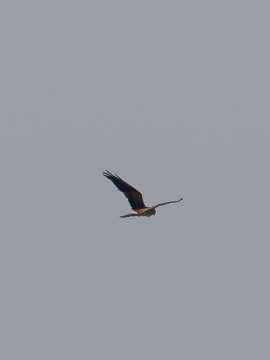 Montagu's Harrier - ML640749766