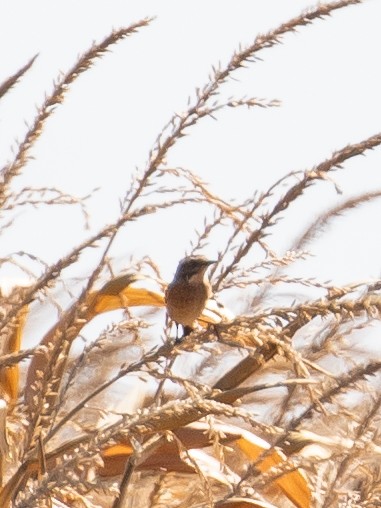 Whinchat - ML640749780