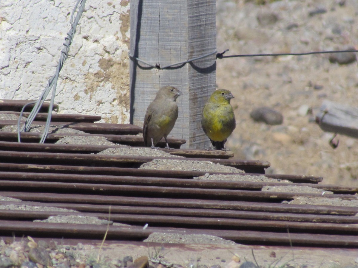 Patagonian Yellow-Finch - ML640749875