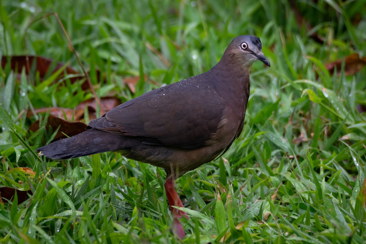 Tolima Dove - ML640749881