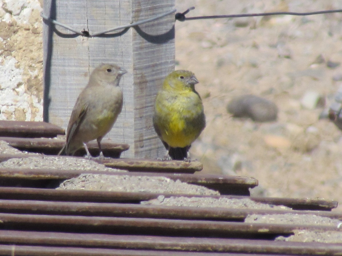Patagonian Yellow-Finch - ML640749887