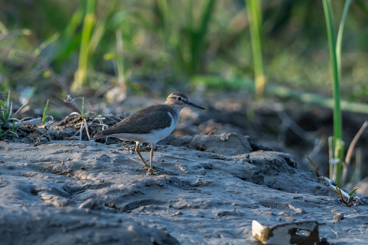 strandsnipe - ML640749892