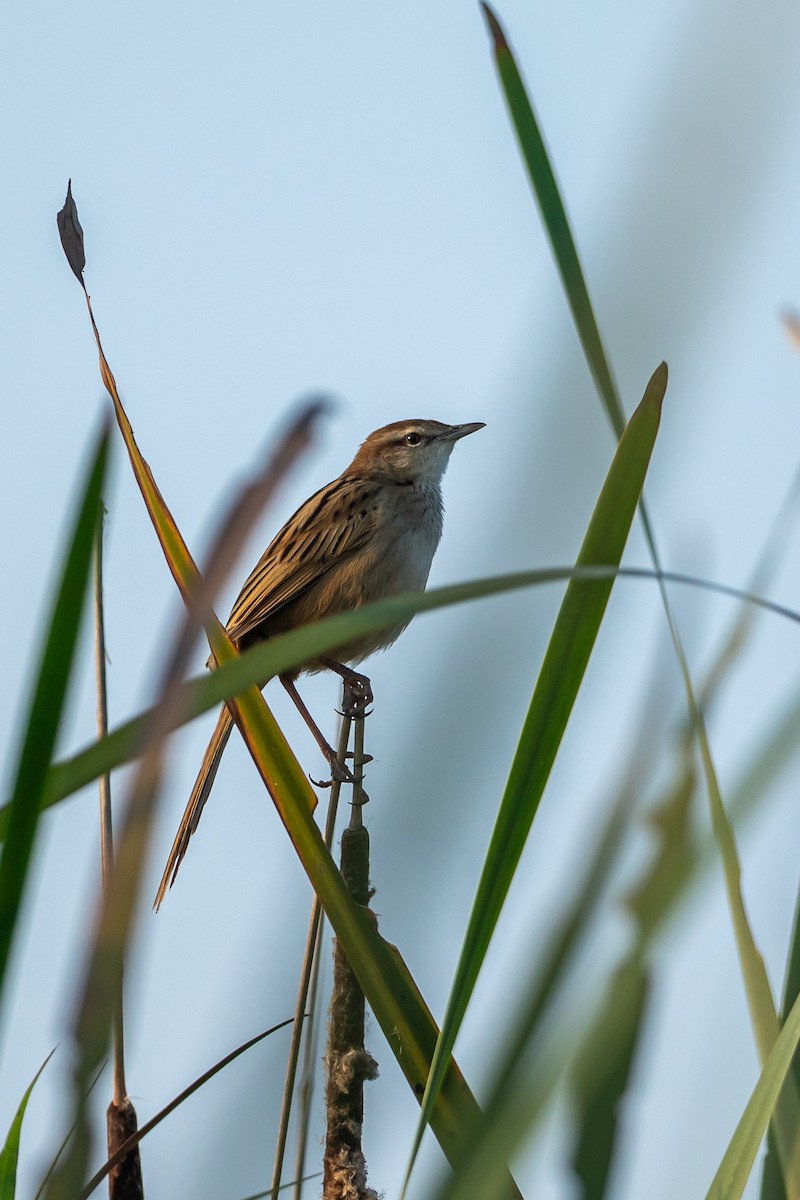 Striated Grassbird - ML640749900