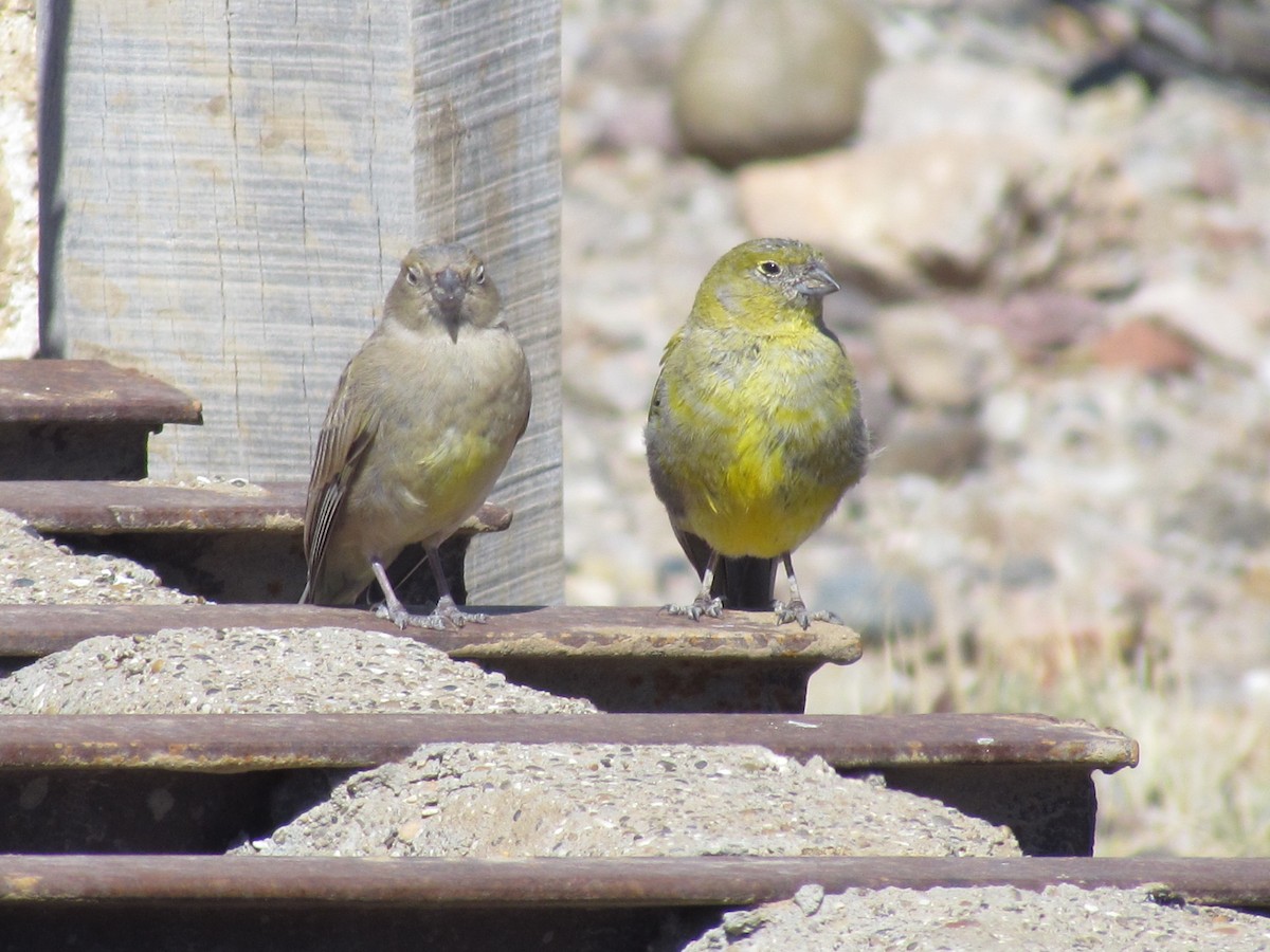 Patagonian Yellow-Finch - ML640749908