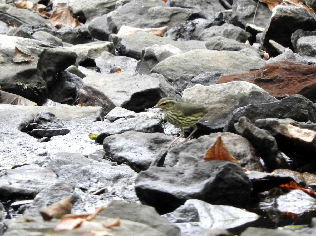 Northern Waterthrush - ML640749920