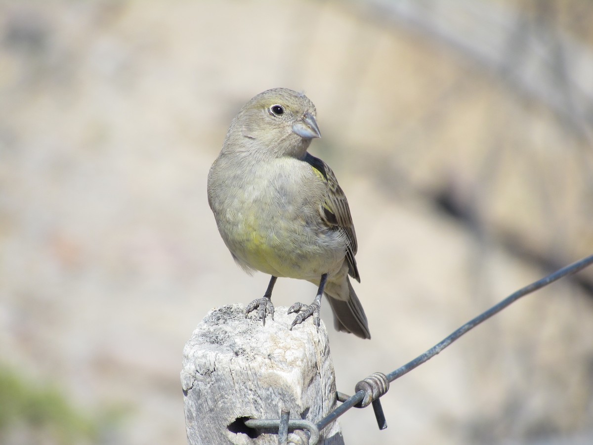 Patagonian Yellow-Finch - ML640749931
