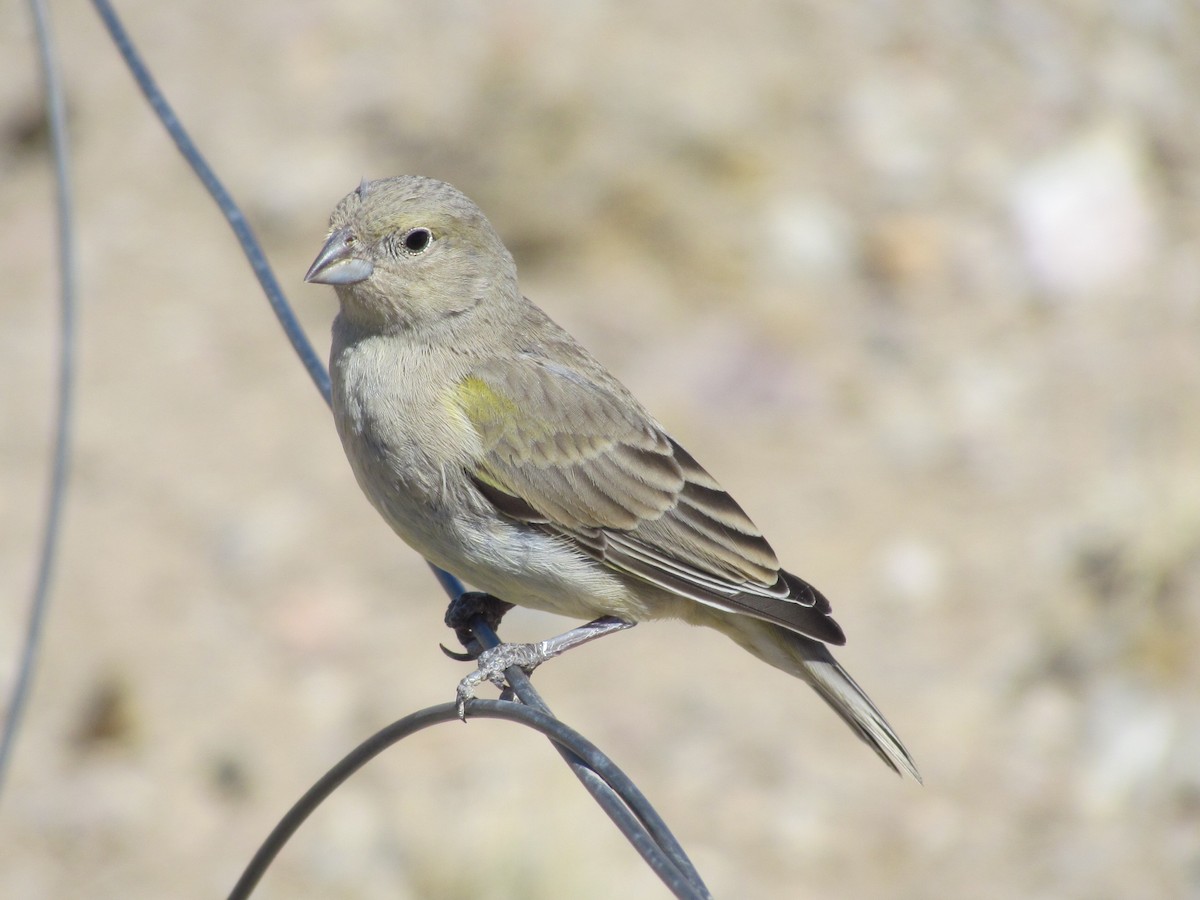 Patagonian Yellow-Finch - ML640749942