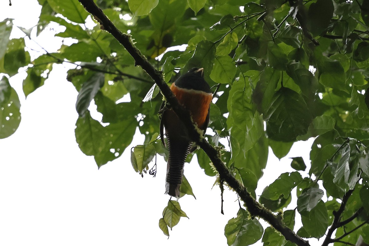 Collared Trogon (Orange-bellied) - ML640749952