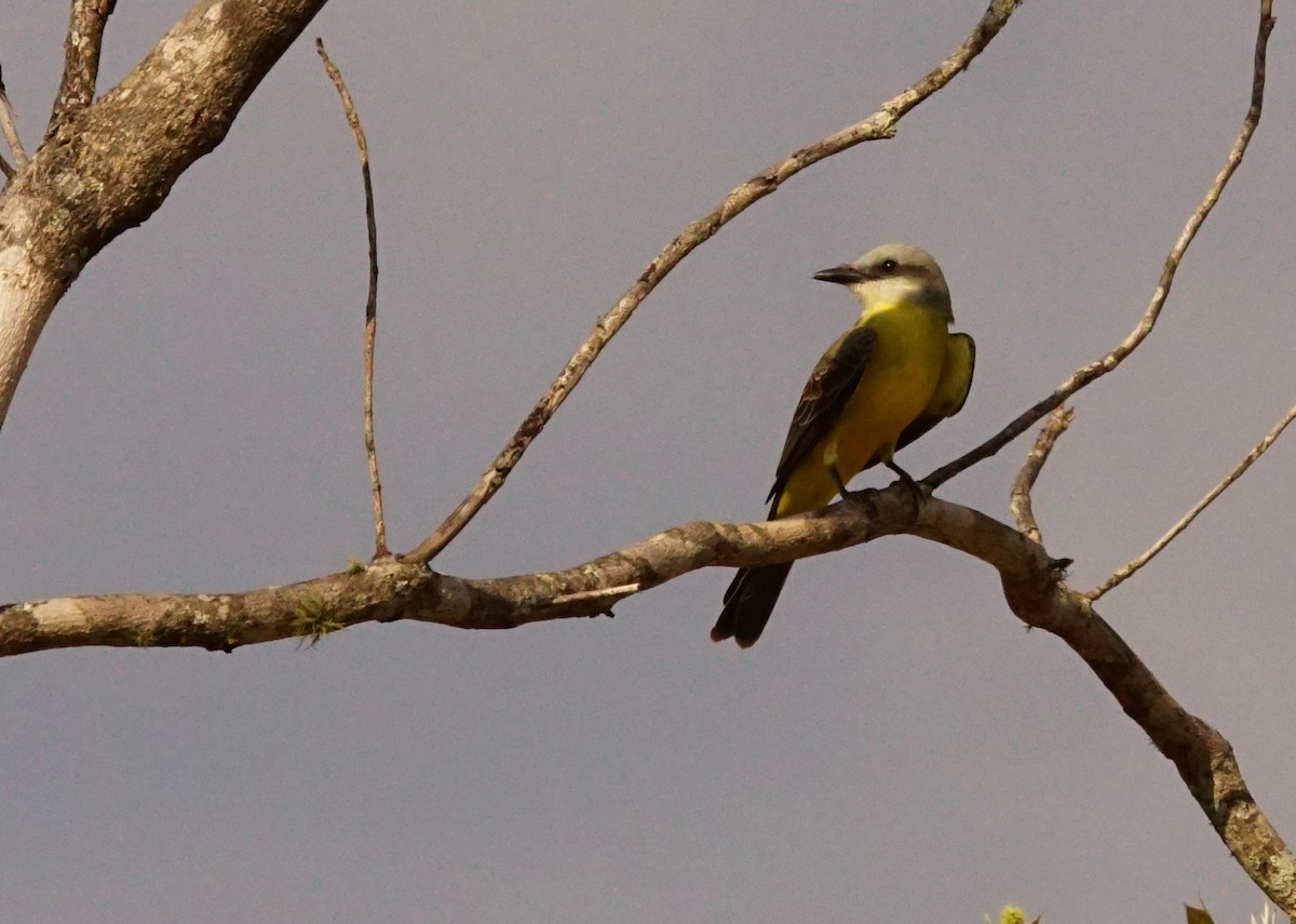 White-throated Kingbird - ML640749953