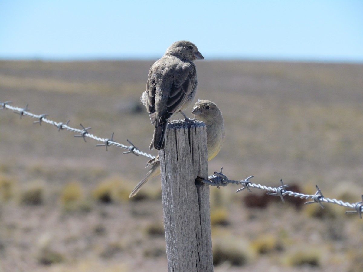 Patagonian Yellow-Finch - ML640749960