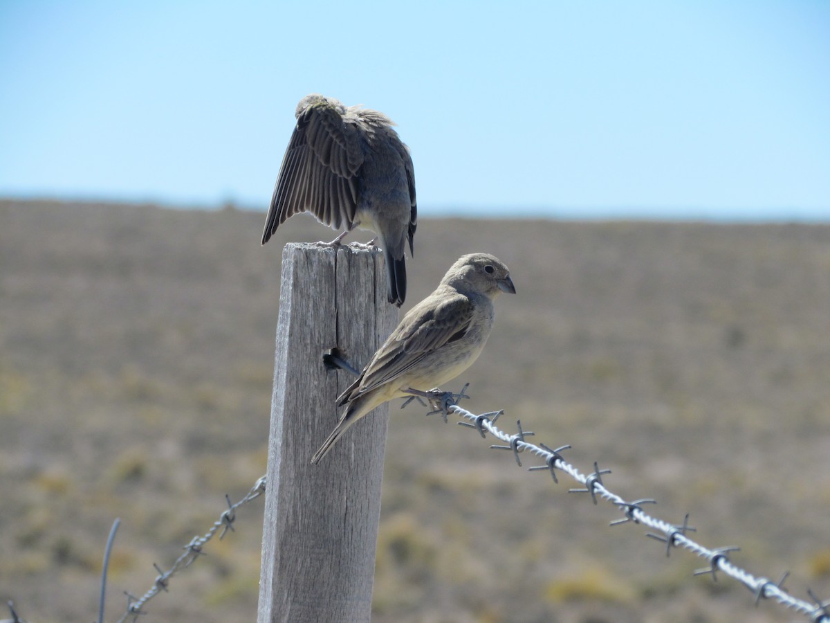 Patagonian Yellow-Finch - ML640749968