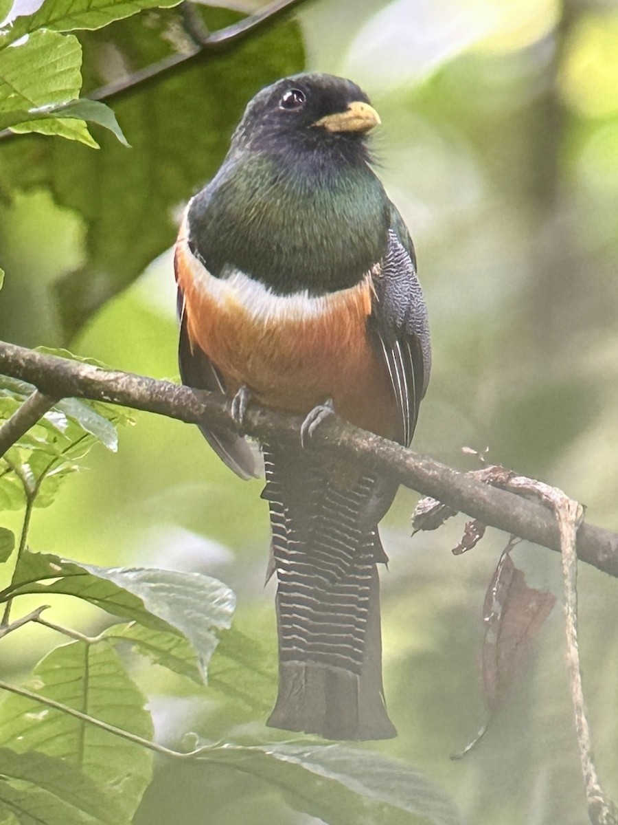 Collared Trogon (Orange-bellied) - ML640750016