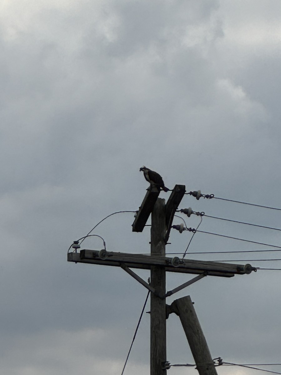 Osprey - ML640750021