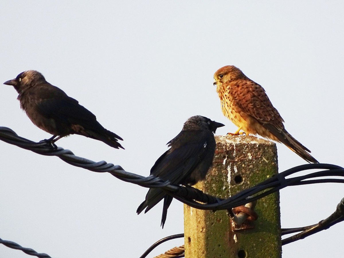 Eurasian Jackdaw - ML640750023