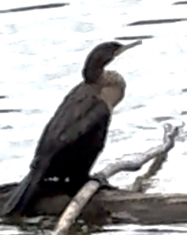 Double-crested Cormorant - ML640750121