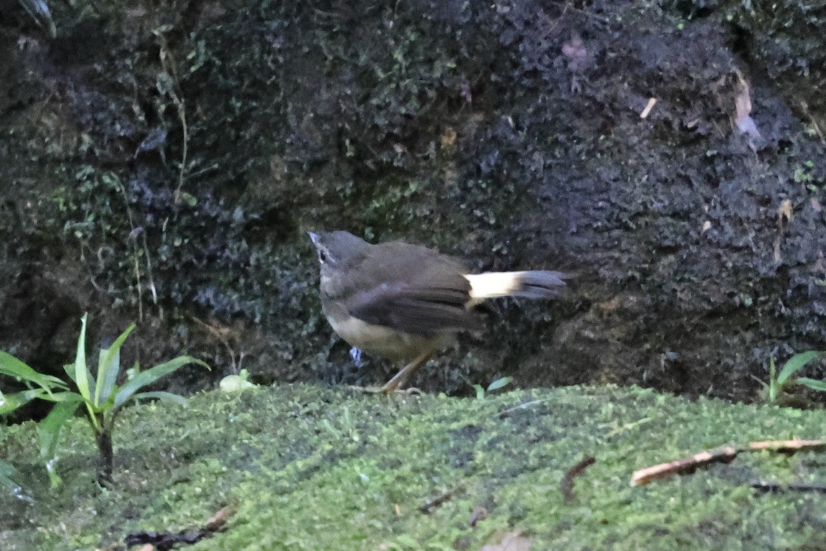Buff-rumped Warbler - ML640750143