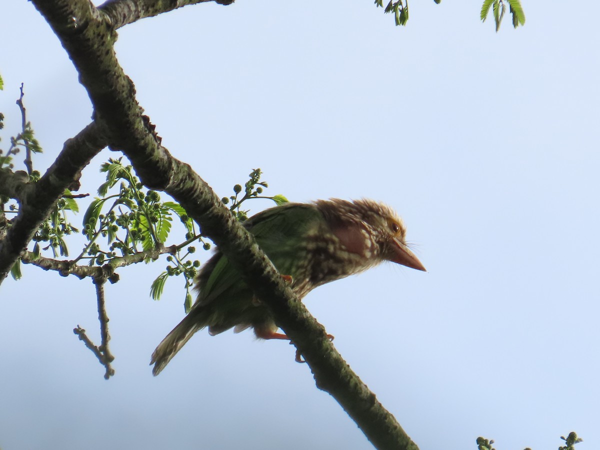 Lineated Barbet - ML640750194