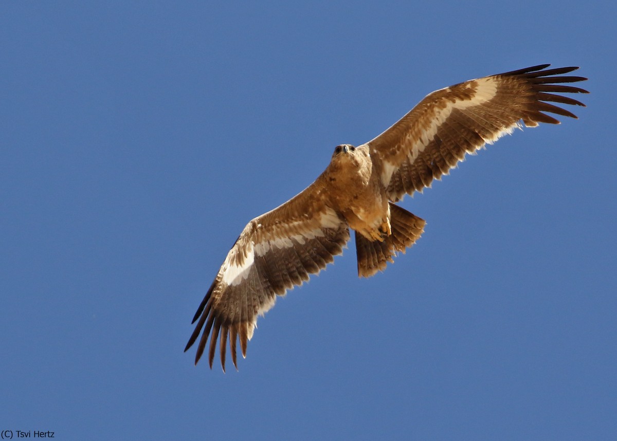 Steppe Eagle - ML640750229