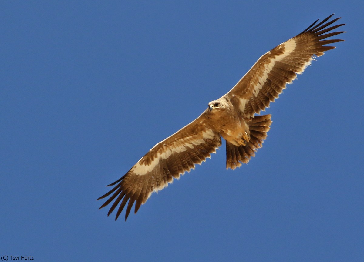 Steppe Eagle - ML640750230