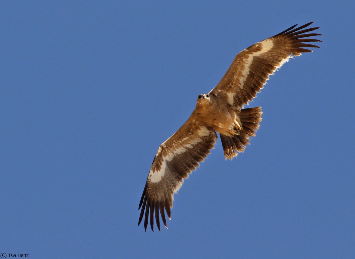 Steppe Eagle - ML640750231