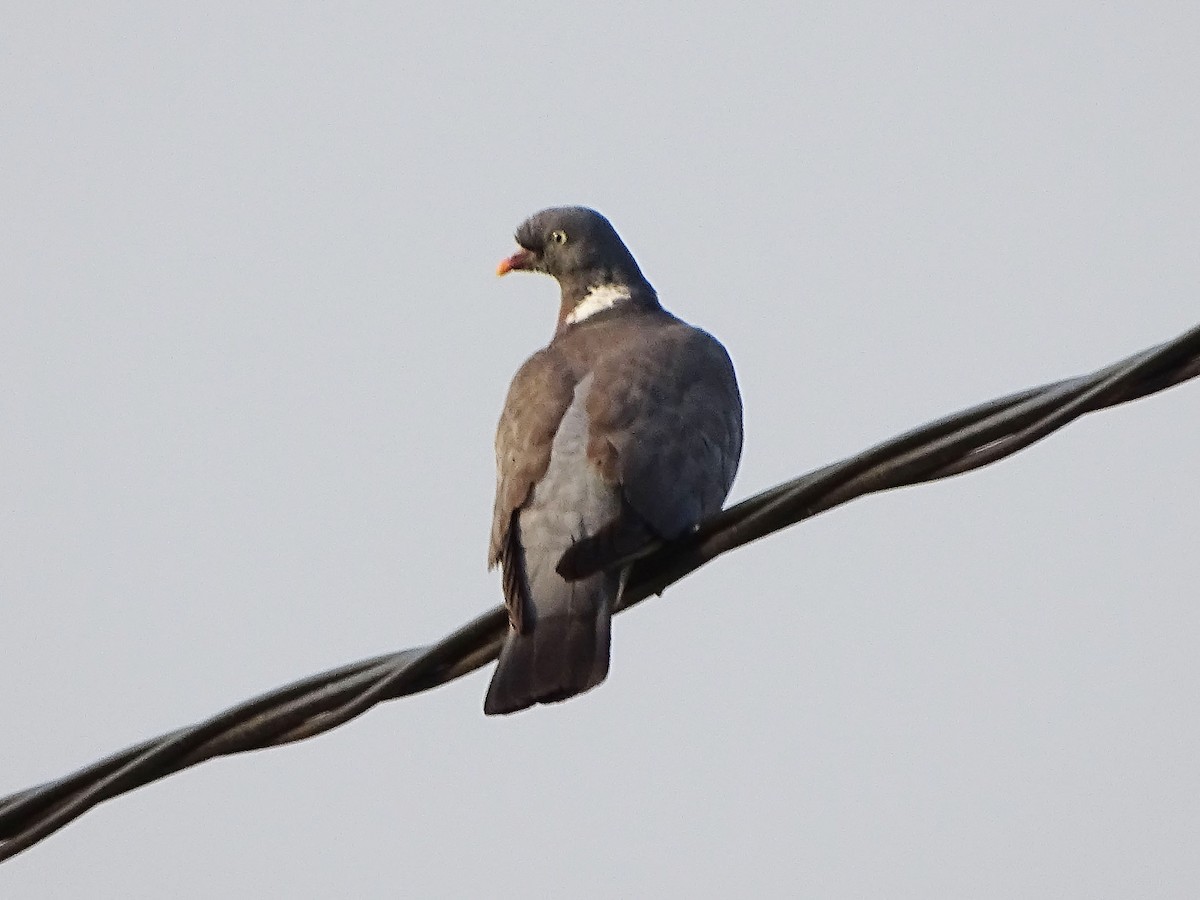 Common Wood-Pigeon - ML640750248