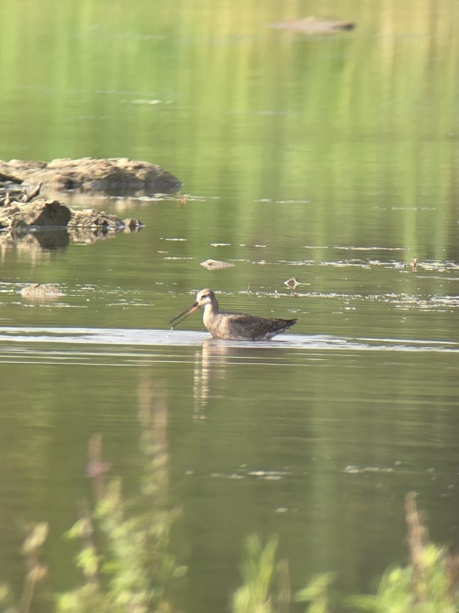 Hudsonian Godwit - ML640750254