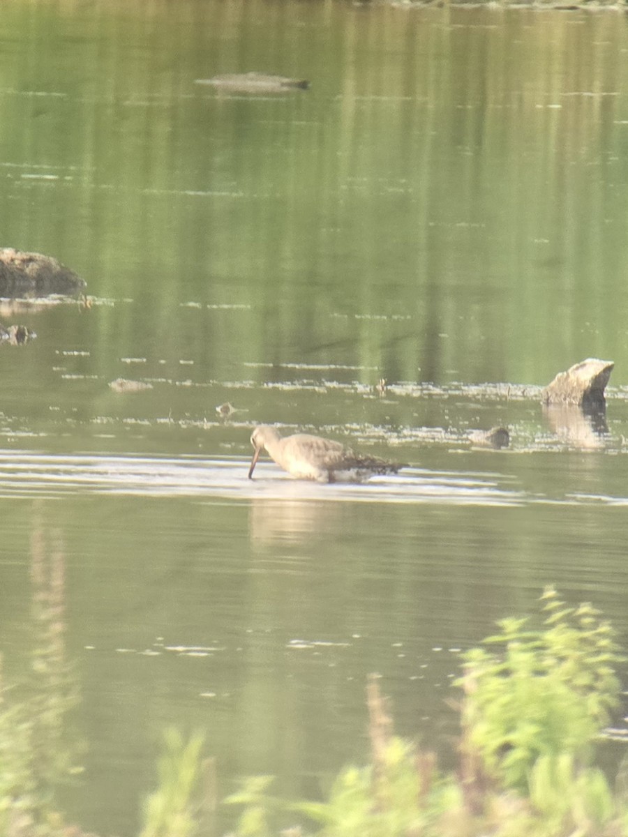 Hudsonian Godwit - ML640750255